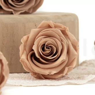 Rosa preservada L Nude - Granel (x378)