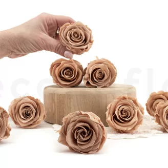 Rosa stabilizzata L Nude - Grande formato (x378)