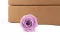Rose stabilis&eacute;e Kiara L - Vrac 468 unit&eacute;s - Parma 9