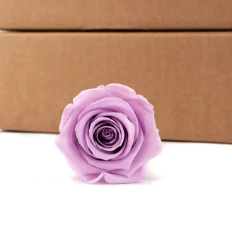 Konservierte Rose Kiara L - Bulk 468 St&uuml;ck - Parma