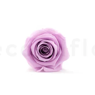 Konservierte Rose Kiara L - Bulk 468 St&uuml;ck - Parma