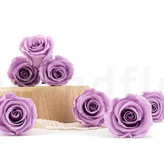 Konservierte Rose Kiara L - Bulk 468 St&uuml;ck - Parma