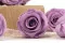 Konservierte Rose Kiara L - Bulk 468 St&uuml;ck - Parma 2