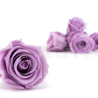 Rose stabilis&eacute;e Kiara L - Vrac 468 unit&eacute;s - Parma