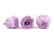 Konservierte Rose Kiara L - Bulk 468 St&uuml;ck - Parma 5