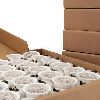 Konservierte Rose Kiara L - Bulk 468 St&uuml;ck - Grey