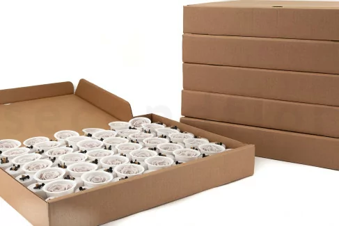 Preserved Kiara rose L - Bulk of 468 units - Grey