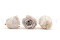 Stabilized Kiara rose L - Bulk of 468 units - Grey 5