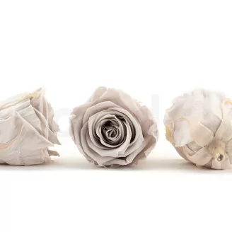 Rose stabilis&eacute;e Kiara L - Vrac 468 unit&eacute;s - Grey