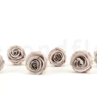 Konservierte Rose Kiara L - Bulk 468 St&uuml;ck - Grey
