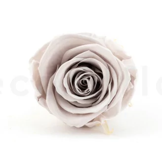 Rose stabilis&eacute;e Kiara L - Vrac 468 unit&eacute;s - Grey