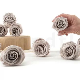 Preserved Kiara rose L - Bulk of 468 units - Grey