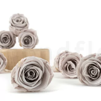 Konservierte Rose Kiara L - Bulk 468 St&uuml;ck - Grey