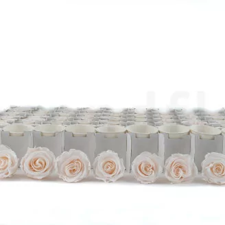 Konservierte Rose L Fancy Light Pink Blush - Gro&szlig;packung (x378)