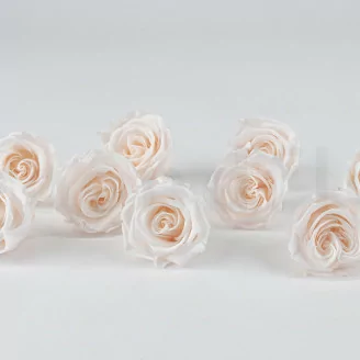 Rosa stabilizzata L Fancy Light Pink Blush - Grande formato (x378)