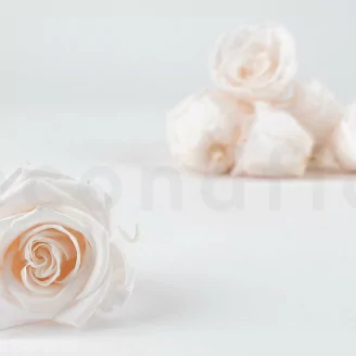 Rosa stabilizzata L Fancy Light Pink Blush - Grande formato (x378)
