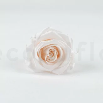 Rosa preservada L Fancy Light Pink Blush - Granel (x378)