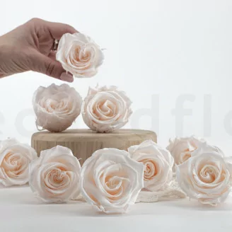 Rosa stabilizzata L Fancy Light Pink Blush - Grande formato (x378)