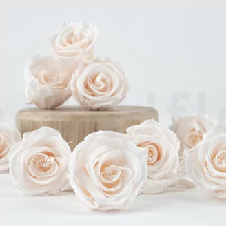 Rosa preservada L Fancy Light Pink Blush - Granel (x378)
