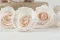 Rose stabilis&eacute;e Fancy L Light Pink Blush - Vrac (x378) 2