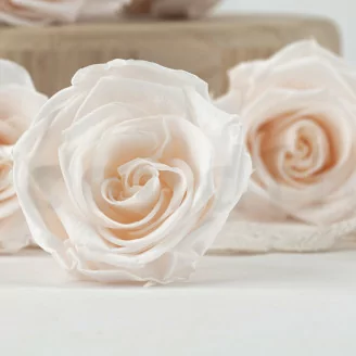 Rosa stabilizzata L Fancy Light Pink Blush - Grande formato (x378)