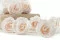 Rose stabilis&eacute;e Fancy L Light Pink Blush - Vrac (x378) 11