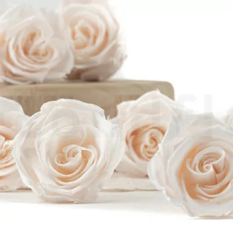 Rosa stabilizzata L Fancy Light Pink Blush - Grande formato (x378)