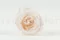 Rosa stabilizzata L Fancy Light Pink Blush - Grande formato (x378) 12
