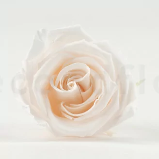 Rosa stabilizzata L Fancy Light Pink Blush - Grande formato (x378)