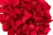 Konservierte Rosenbl&auml;tter Rot 2