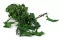 Preserved English Ivy 6