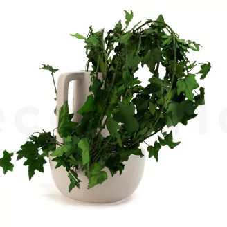 Preserved English Ivy
