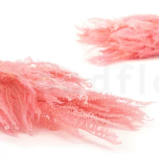 Helecho Paraguas preservado Rosa