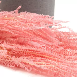 Helecho Paraguas preservado Rosa
