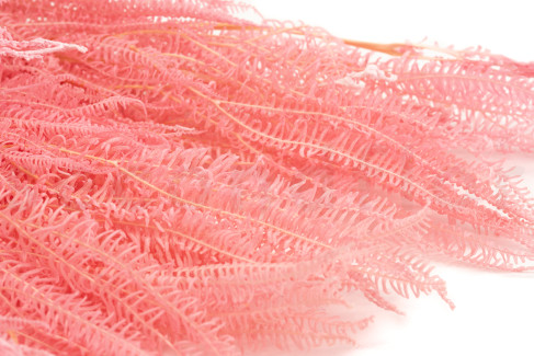 Foug&egrave;re Ombrelle Stabilis&eacute;e - Rose