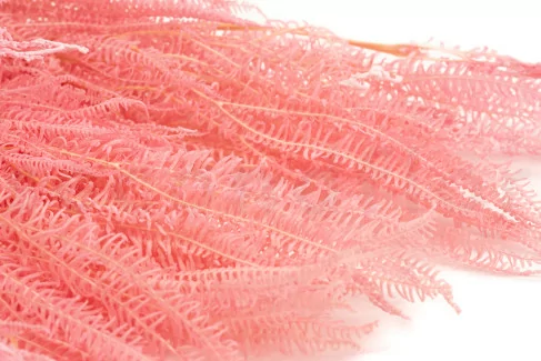 Preserved Umbrella Fern Pink