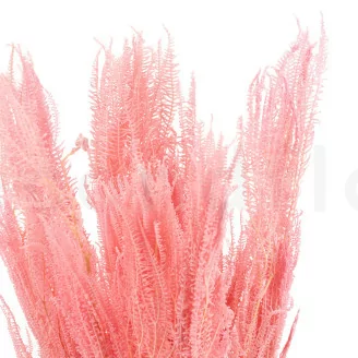 Helecho Paraguas preservado Rosa