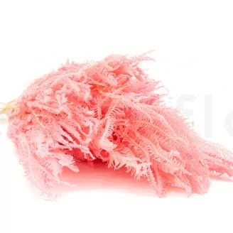Helecho Paraguas preservado Rosa