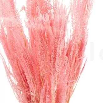 Helecho Paraguas preservado Rosa