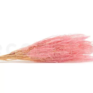 Helecho Paraguas preservado Rosa