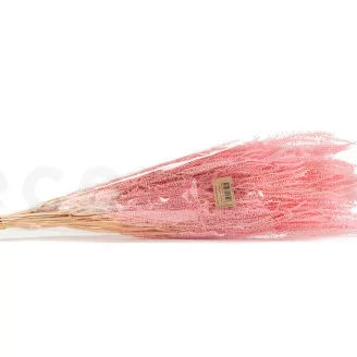 Helecho Paraguas preservado Rosa