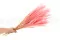 Helecho Paraguas preservado Rosa 9