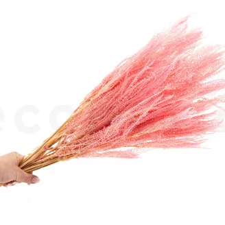 Helecho Paraguas preservado Rosa