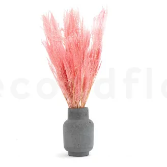 Helecho Paraguas preservado Rosa
