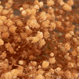 Preserved Gypsophila Pastel Peach
