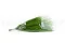 Hoja de Areca preservada 9