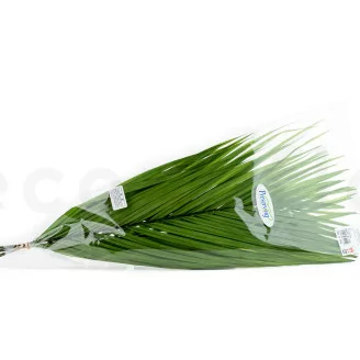 Konserviertes Areca-Blatt (x3)