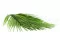 Foglia di Areca stabilizzata (x3) 5