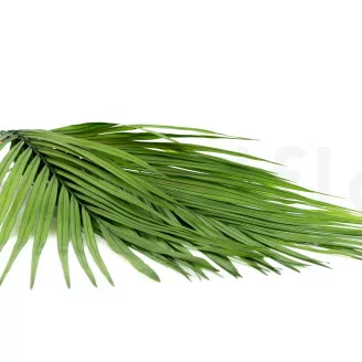 Foglia di Areca stabilizzata (x3)
