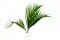 Konserviertes Areca-Blatt (x3) 3